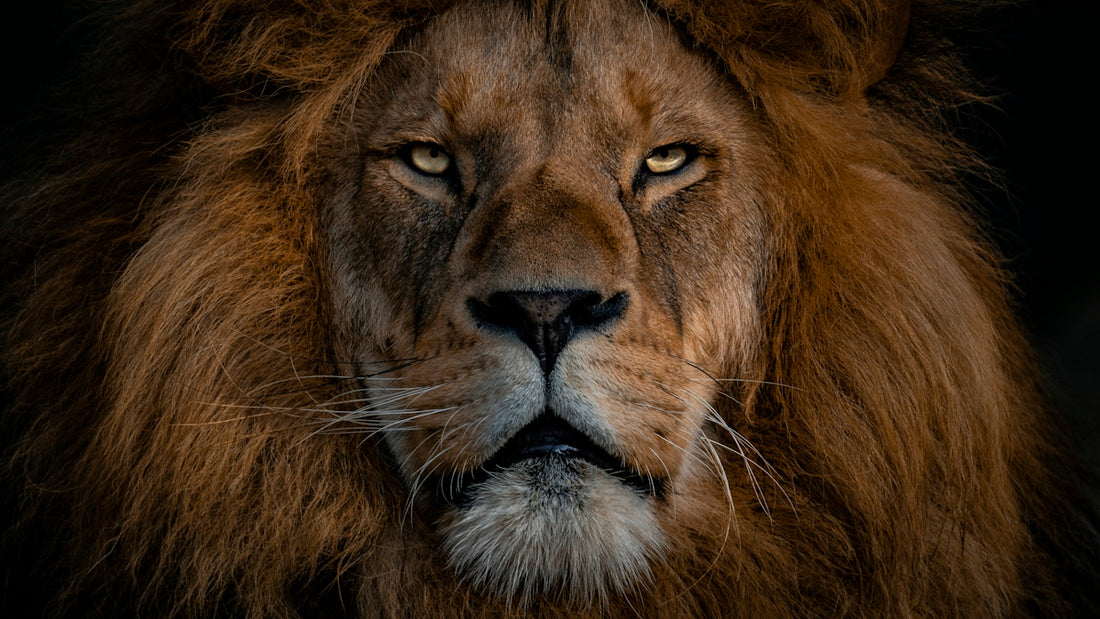 A close-up portrait of a male lion with a thick brown mane