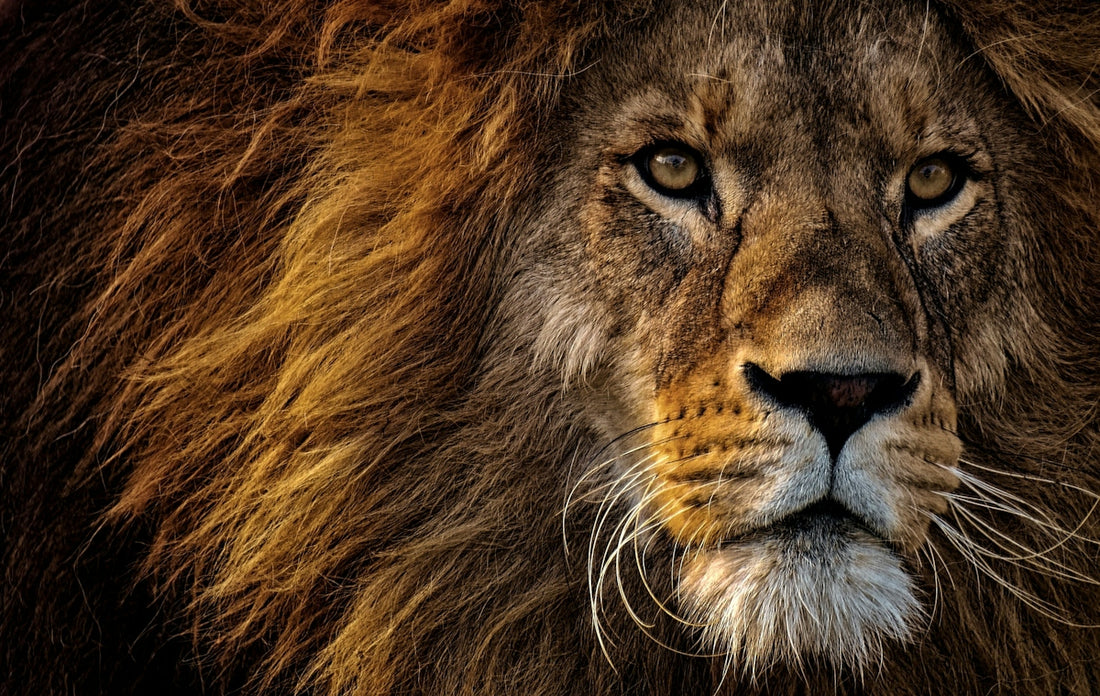 A close-up portrait of a male lion with a thick golden mane