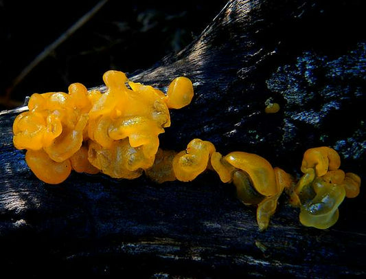 a group of yellow mushrooms growing on a tree