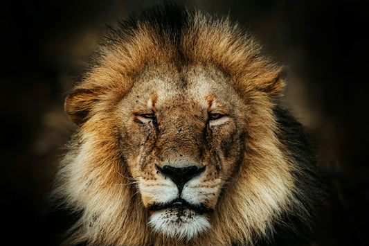 Close-up portrait of a male lion with a thick golden and black mane
